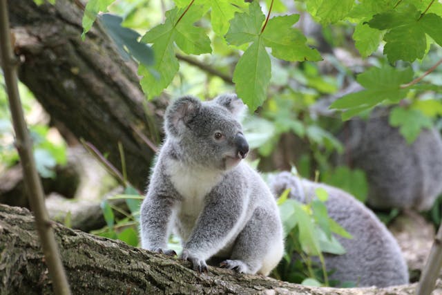 Unique Wildlife Encounters: Where to Spot Australia’s Strangest Creatures